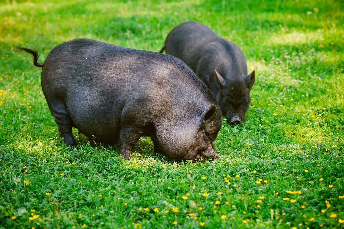 Hängebauchige vietnamesische Schweine züchten