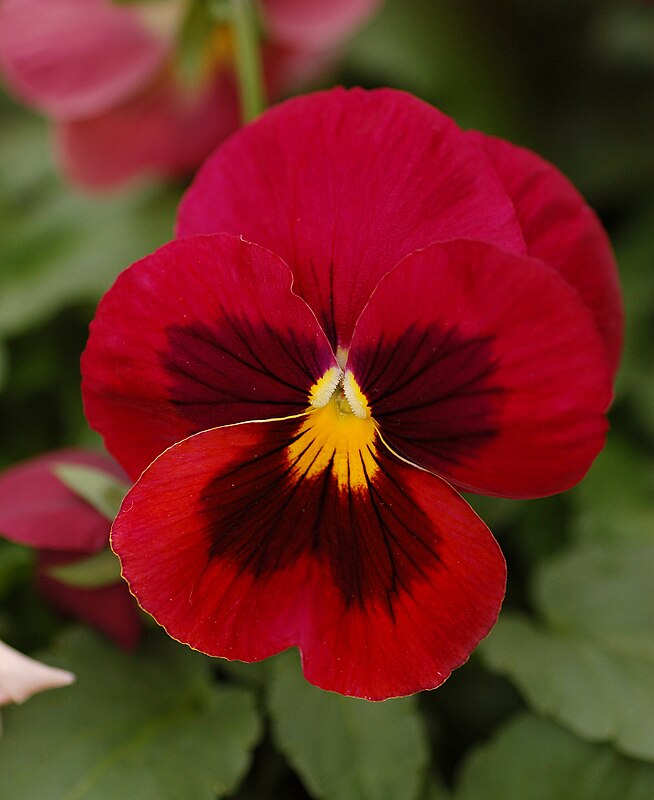 Viola wittrockiana: Anzucht aus Samen