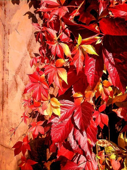 Pflanzung der Jungfernrebe im Herbst