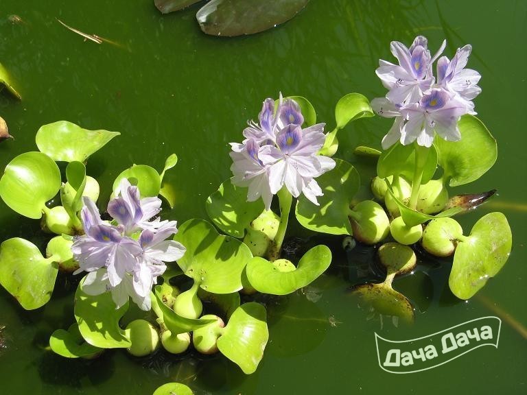 Wasserhyazinthe – Pflege und Vermehrung
