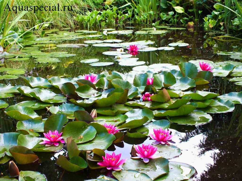 Seerose (Nymphaea) pflanzen und pflegen im Teich