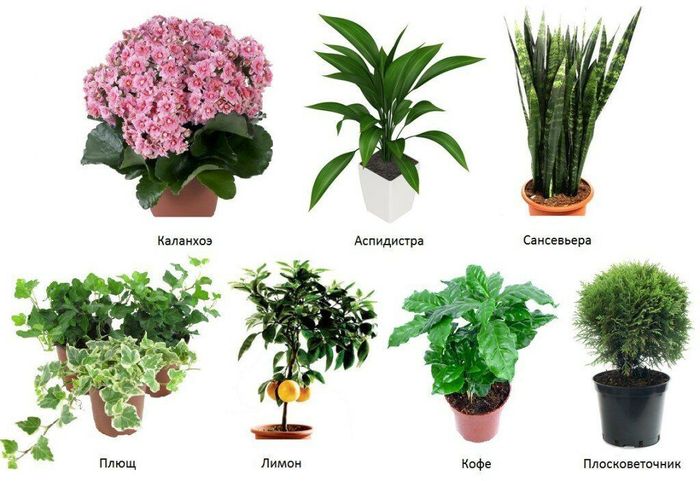 Feuchtigkeitsliebende Pflanzen für den Garten