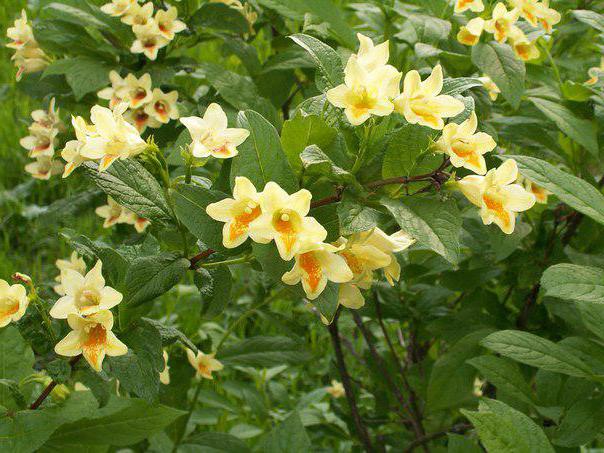 Weigela middendorffiana Pflanzung und Pflege