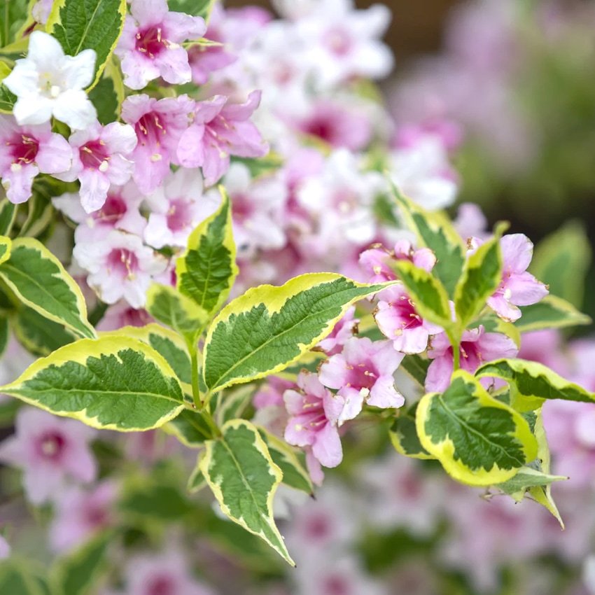 Weigela Nana Variegata: Pflanzung und Pflege