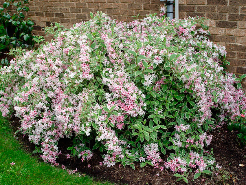 Weigela rosa: Pflanzung und Pflege