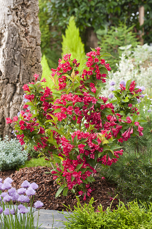 Weigela 'Red Prince': Pflanzung und Pflege