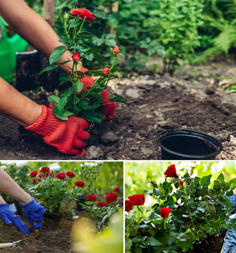 Welche Bedingungen sind für den Anbau von Rosen erforderlich?