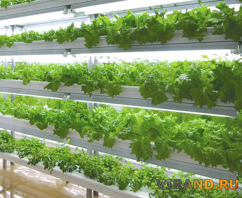 Was ist Hydroponik als Methode des Gemüseanbaus?