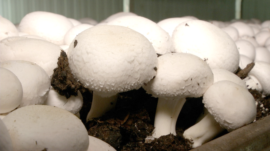 Was wird für den Anbau von Champignons benötigt?