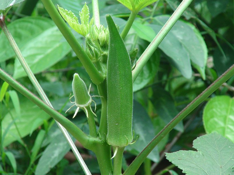 Was ist das für eine Pflanze: Okra?