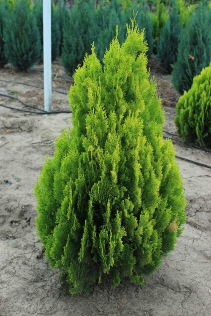 Was ist die Pflanze Thuja?