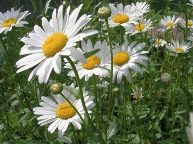 Wann und warum blühen Gartenkamillen