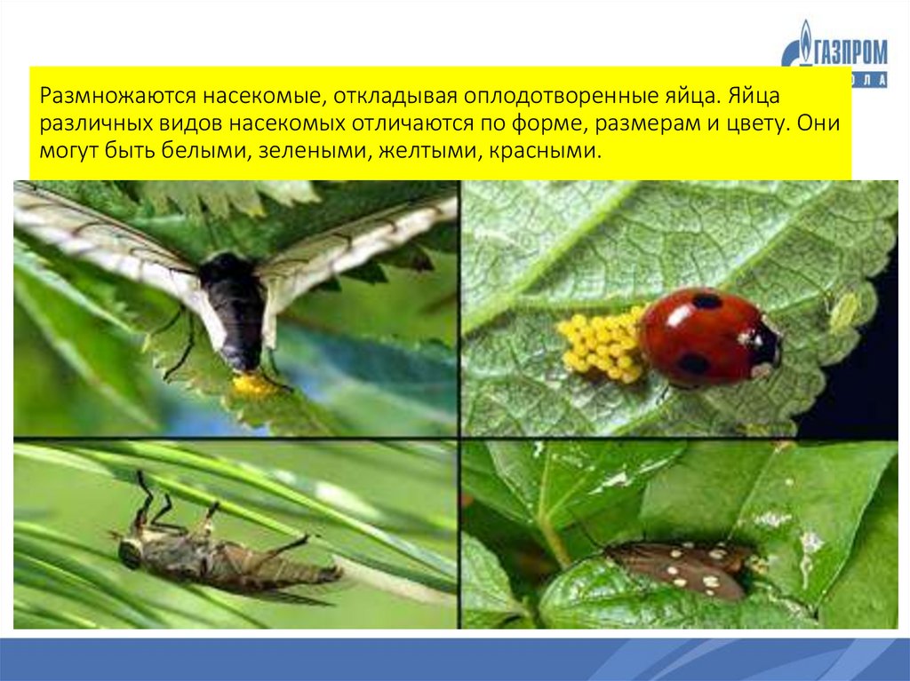 Welche Vermehrung haben Insekten?