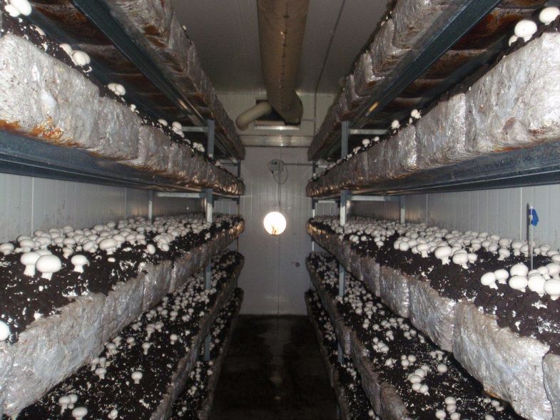 Welcher Raum wird für den Anbau von Champignons benötigt?