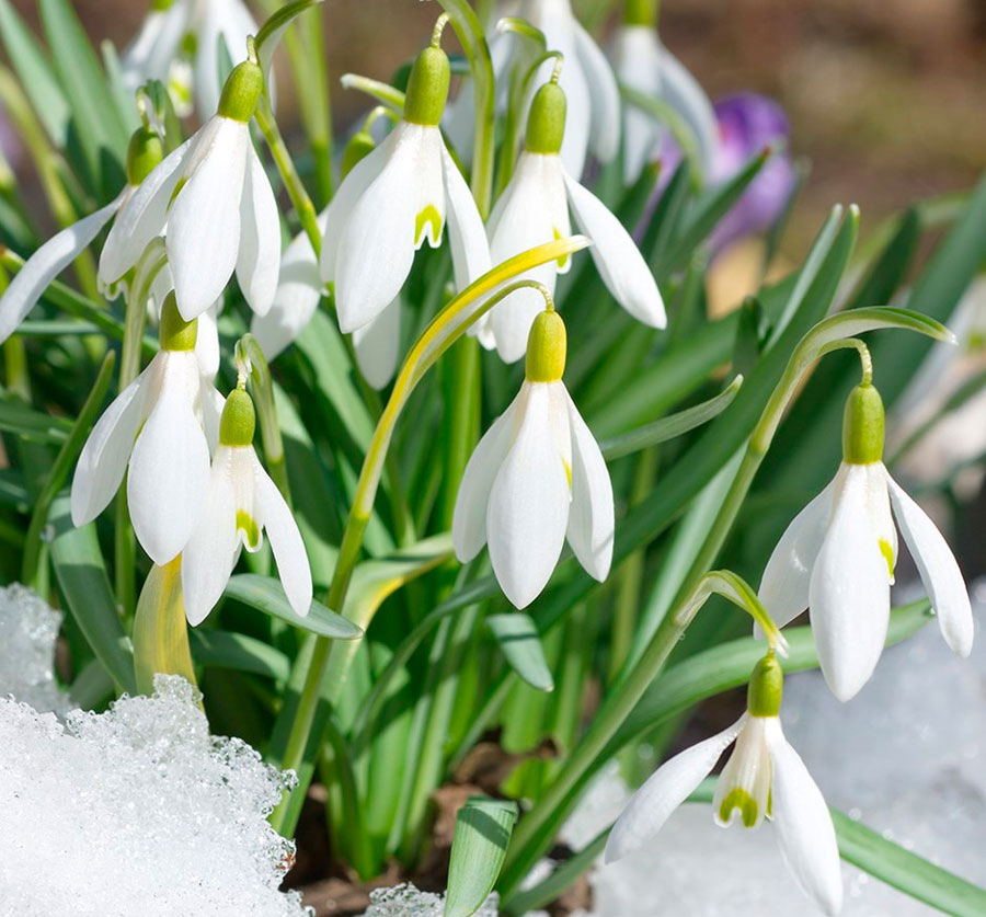 Wie sieht ein Schneeglöckchen aus?