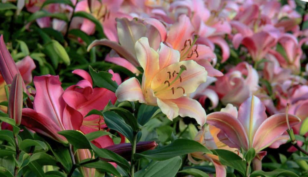 Welchen Boden mögen Lilien?