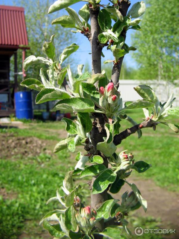 Welchen Boden bevorzugt der Apfelbaum?