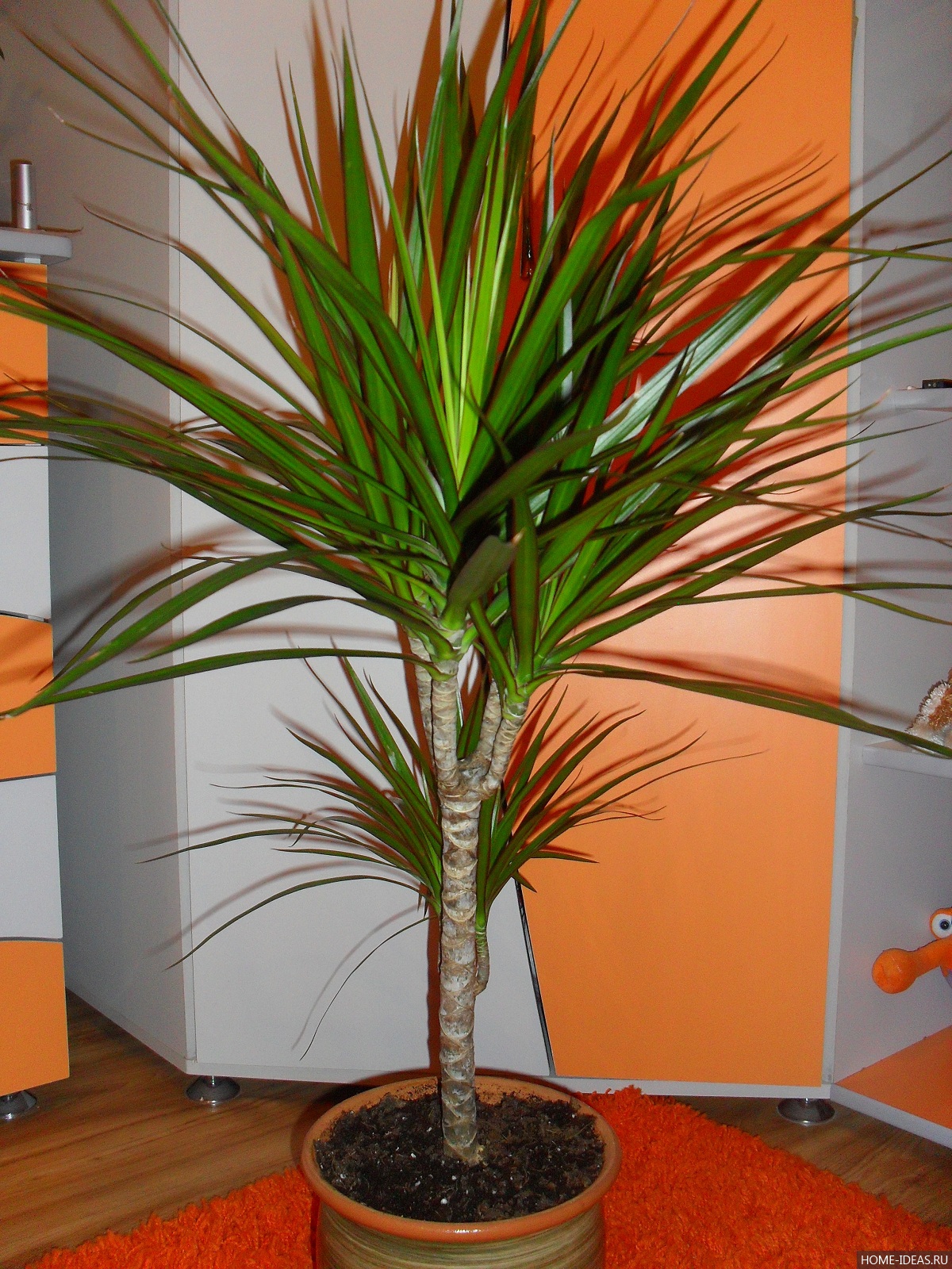 Welche Erde mag Dracaena?