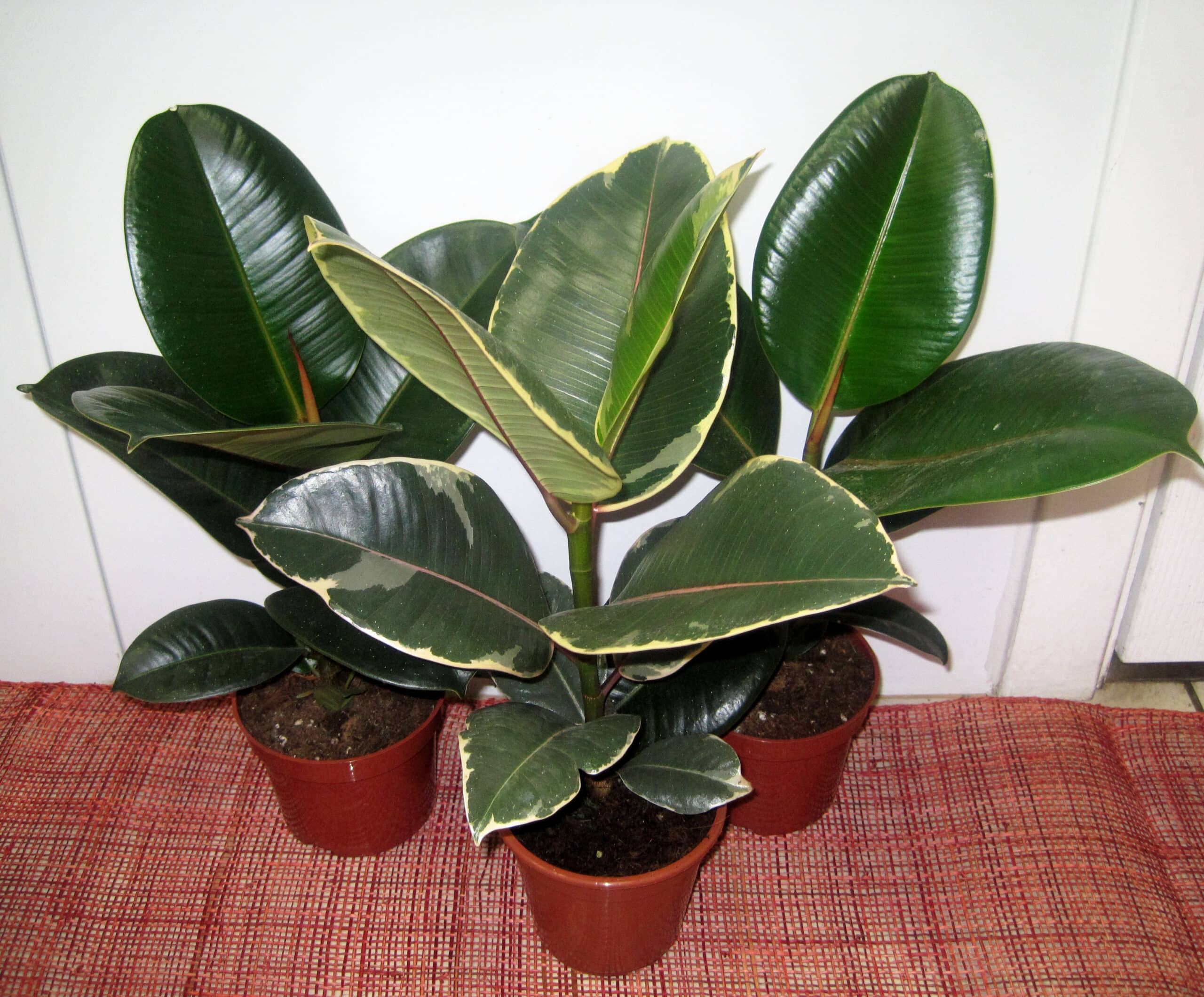 Welchen Boden mag der Ficus?