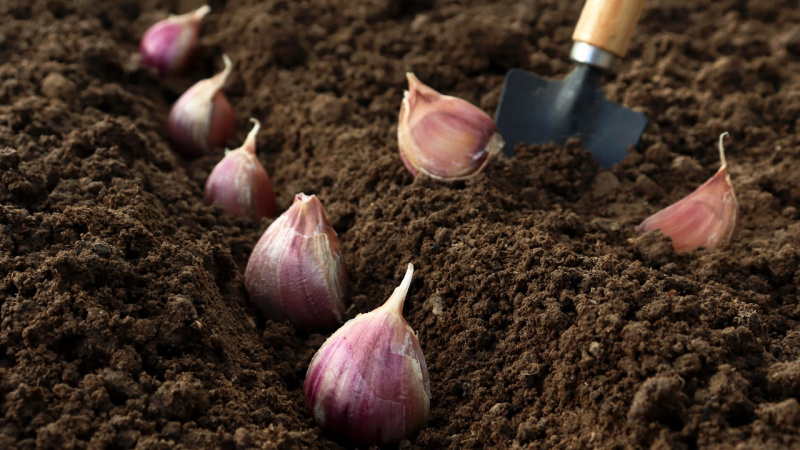 Welchen Boden bevorzugt Knoblauch?