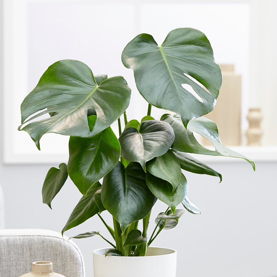Welchen Boden mag die Monstera?