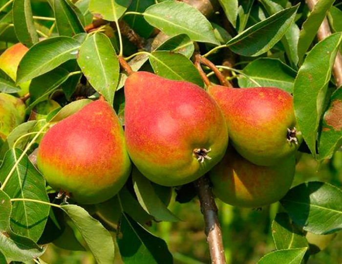 Welchen Boden bevorzugt der Birnbaum?