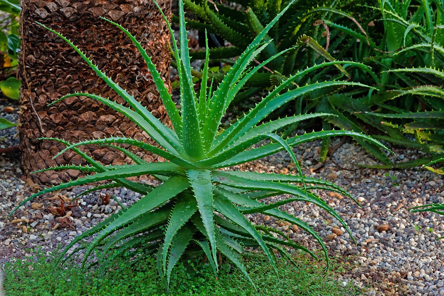 Welche Erde wird für Aloe benötigt?