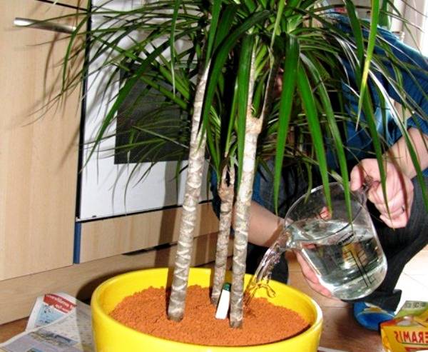 Welcher Boden wird für die Dracaena benötigt?
