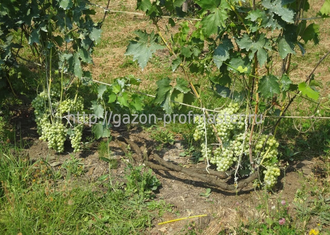 Welcher Boden wird für Weinreben benötigt?