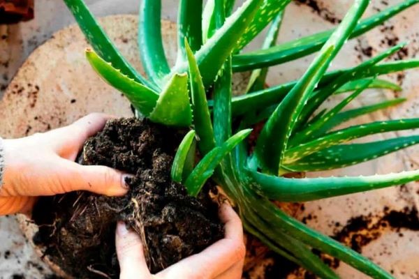 In welche Erde pflanzen Sie Aloe?