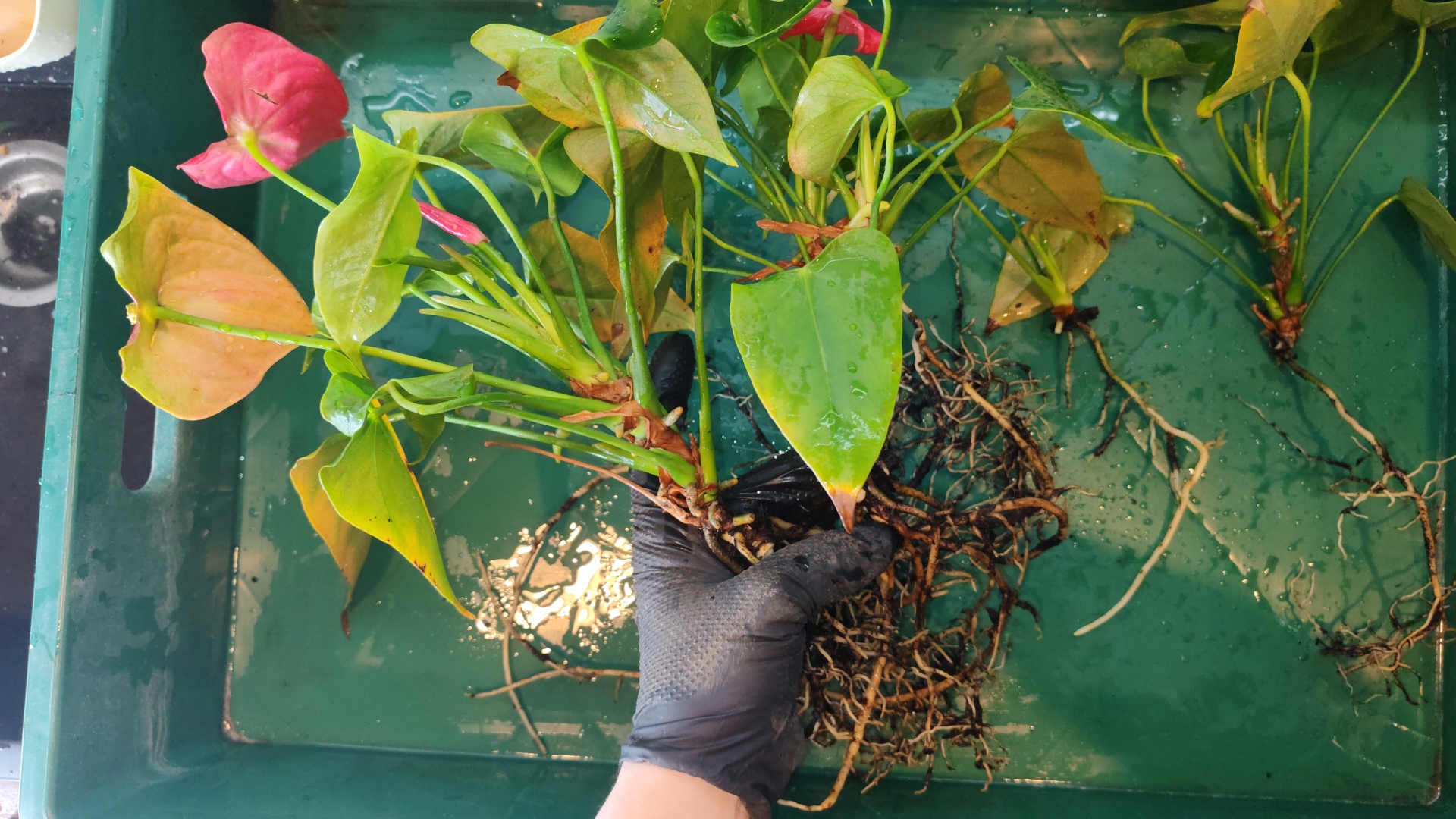 In welche Erde pflanzen Sie Anthurium?