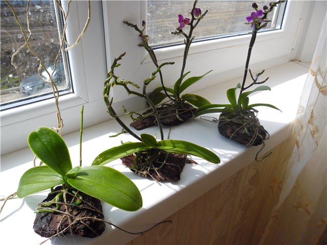 In welches Substrat pflanzt man eine Orchidee?
