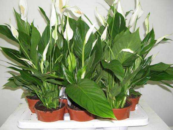 In welche Erde soll Spathiphyllum gepflanzt werden?