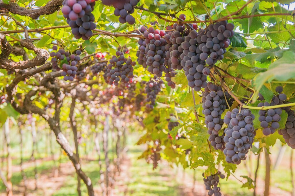 Auf welchen Böden wächst Wein?