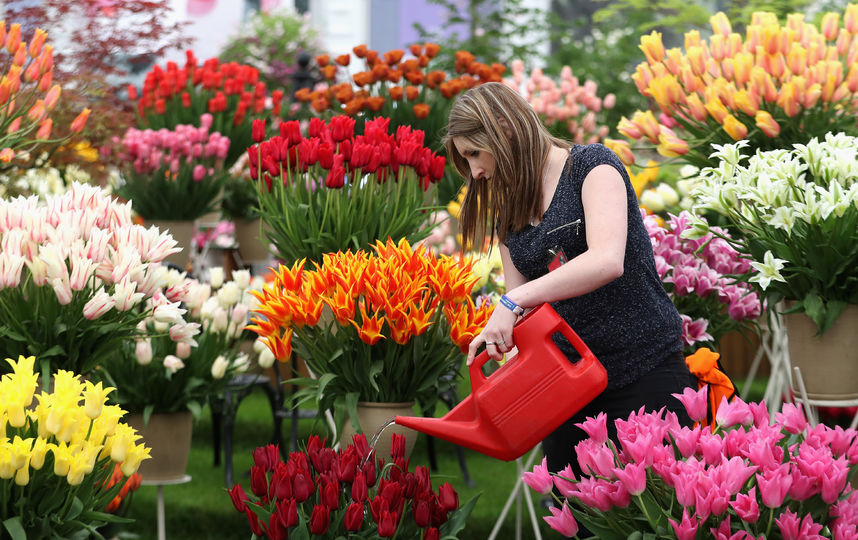 In welches Wasser stellt man Tulpen?