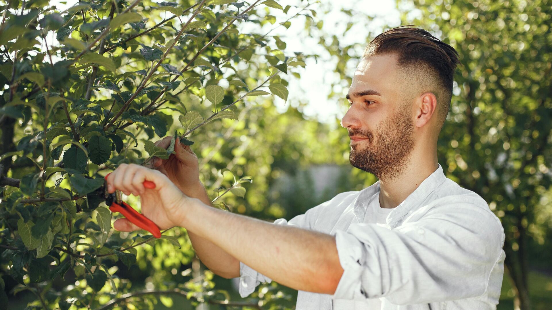 Wann ist der beste Zeitpunkt, um Bäume im Garten zu schneiden?