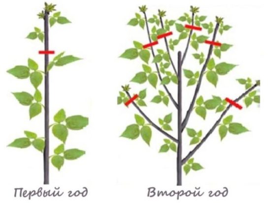 Wann sollte man Himbeeren schneiden: im Frühjahr oder im Herbst?