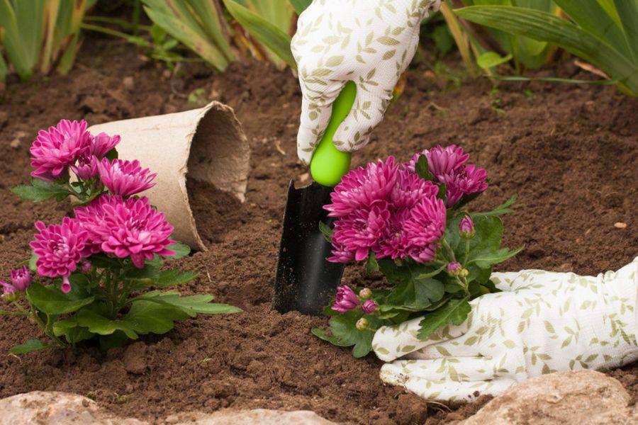 Wann pflanzt man Chrysanthemen im Frühjahr ins Freiland?
