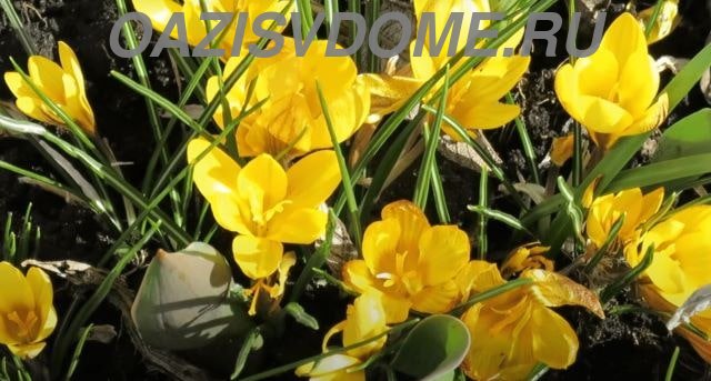 Wann werden Krokusse im Herbst ins Freiland gepflanzt?