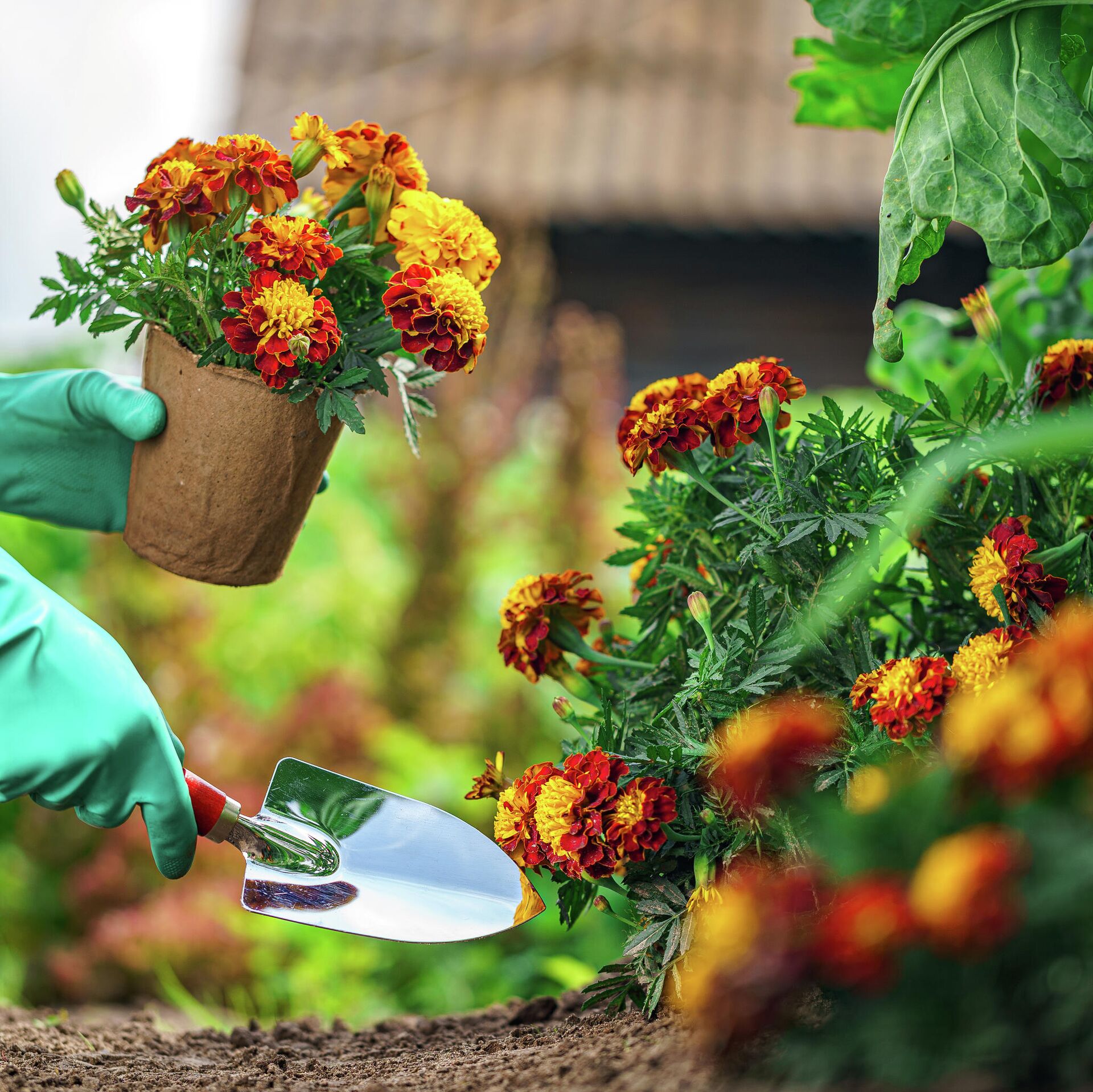 Wann sät man Tagetes im Freiland aus?