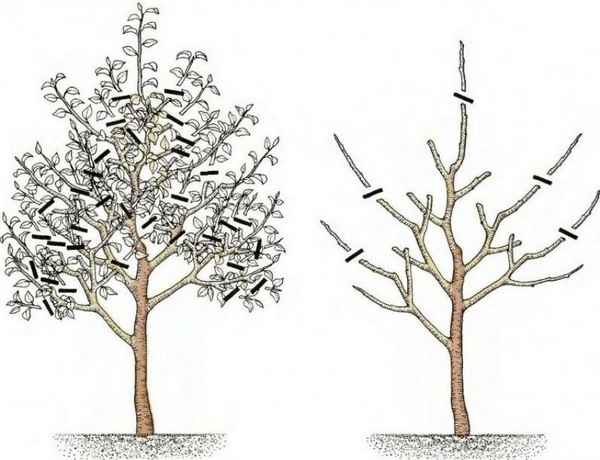Wann schneidet man die Akazie – im Frühling oder im Herbst?