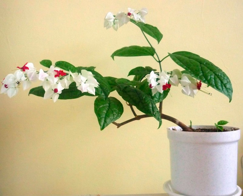 Wann sollte man den Clerodendrum zu Hause zurückschneiden?