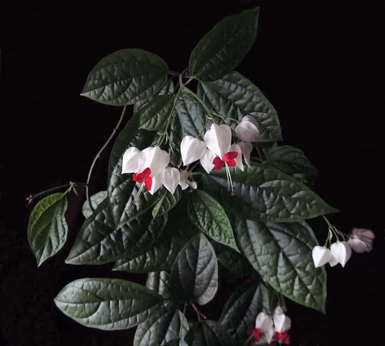 Wann schneiden Sie Clerodendrum thomsoniae zurück?