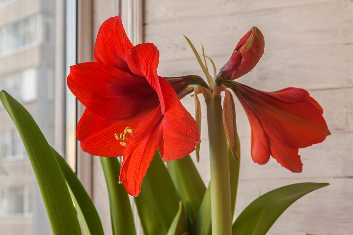 Wann sollte man den Hippeastrum für den Winter zurückschneiden?