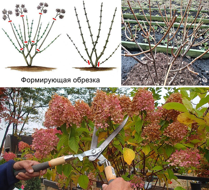 Wann sollte man die Hortensie im Herbst oder Frühjahr zurückschneiden?