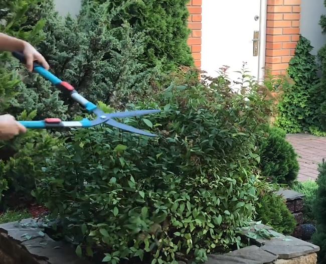 Wann sollten Sie die Japanische Spirea schneiden?