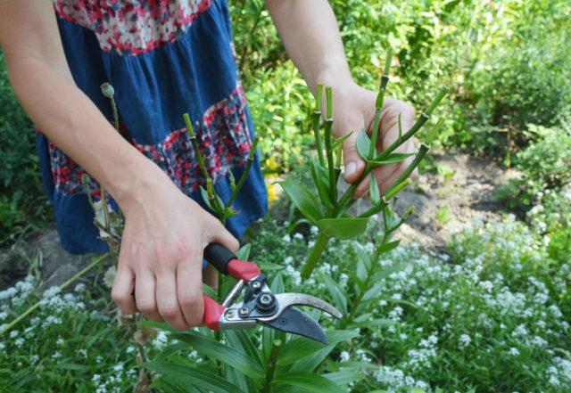 Wann sollten Sie Lilien nach der Blüte für den Winter zurückschneiden?