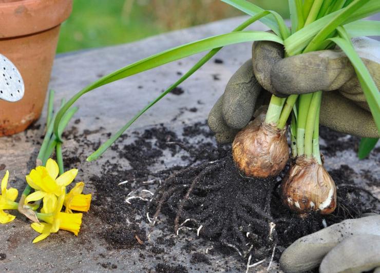 Wann sollten Sie Narzissen nach der Blüte schneiden?