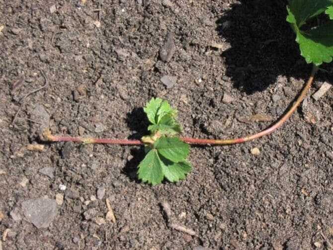 Wann schneiden Sie remontierende Erdbeeren für den Winter zurück?