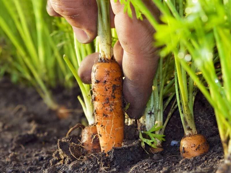 Wann sollte man Karotten im Frühjahr ins Freiland säen?
